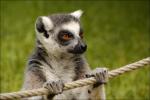 Lemur