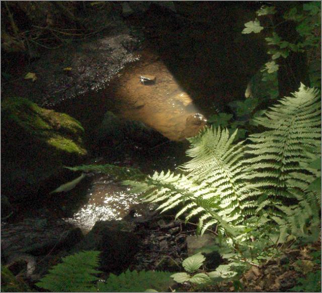 Studánka