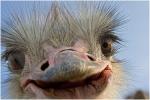 e11 Makra se ti zachtělo...