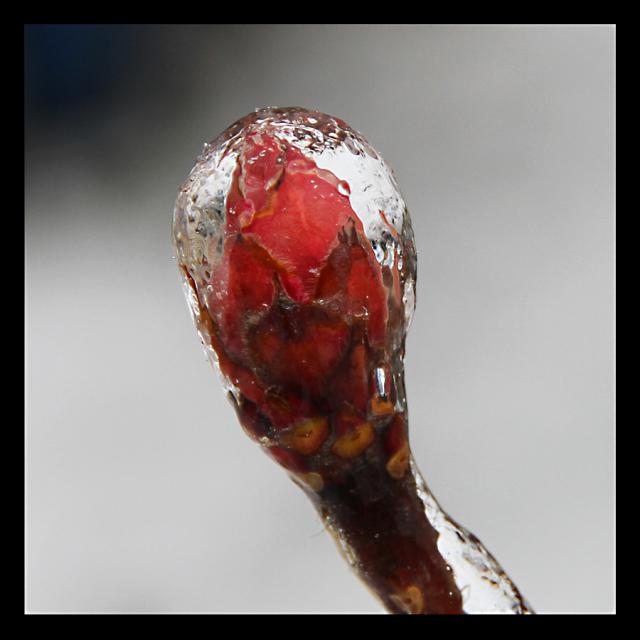 Q03-Pupen