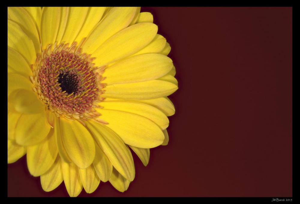 Gerbera01