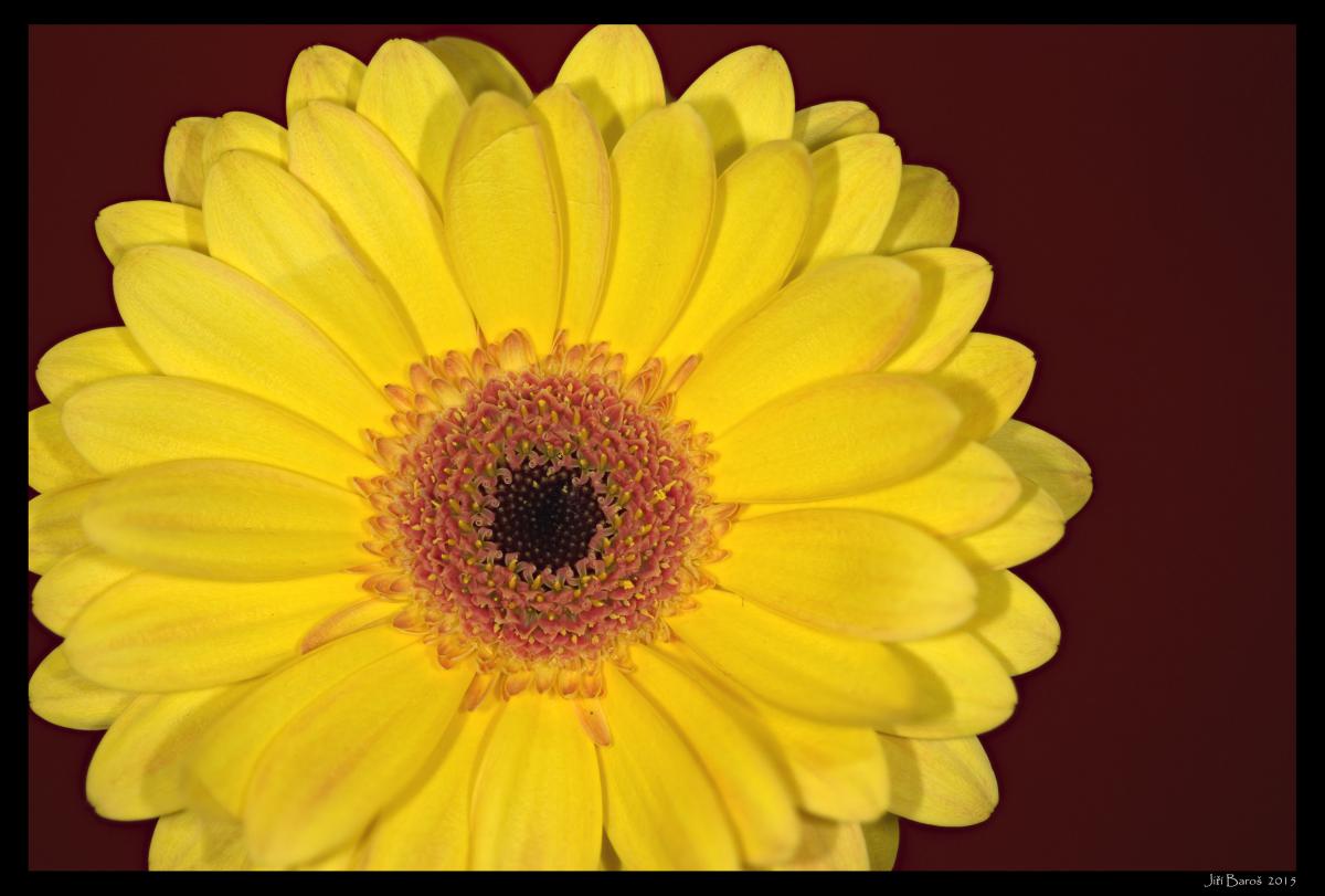 Gerbera02