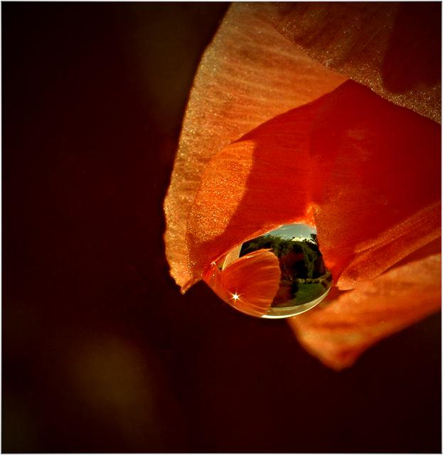 T06-Kapka rosy...