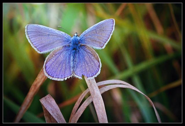 05_Petr_Kudlacek_Motyl_invalida