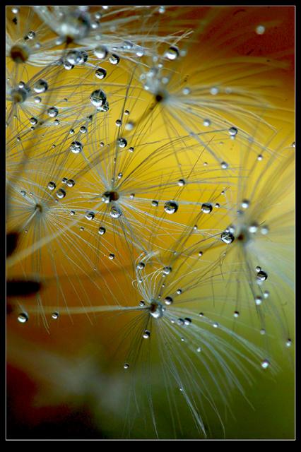 14a_Bedrich_Randysek_Orosena