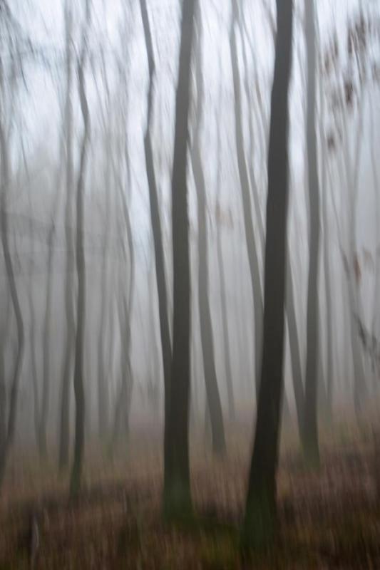 08_Daniel_Krysl_Zasneny_les