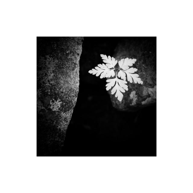 _PET2904