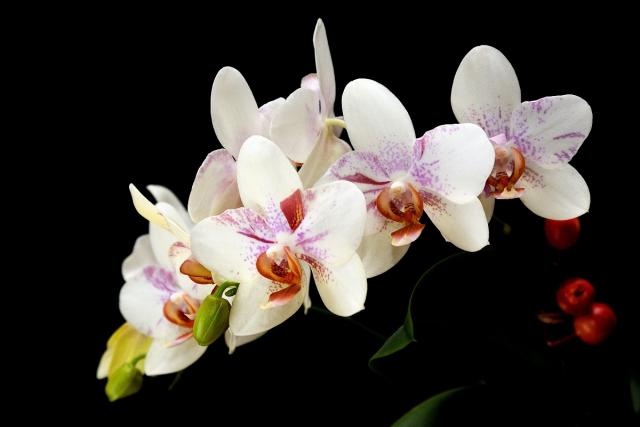 2104_01 Orchidej