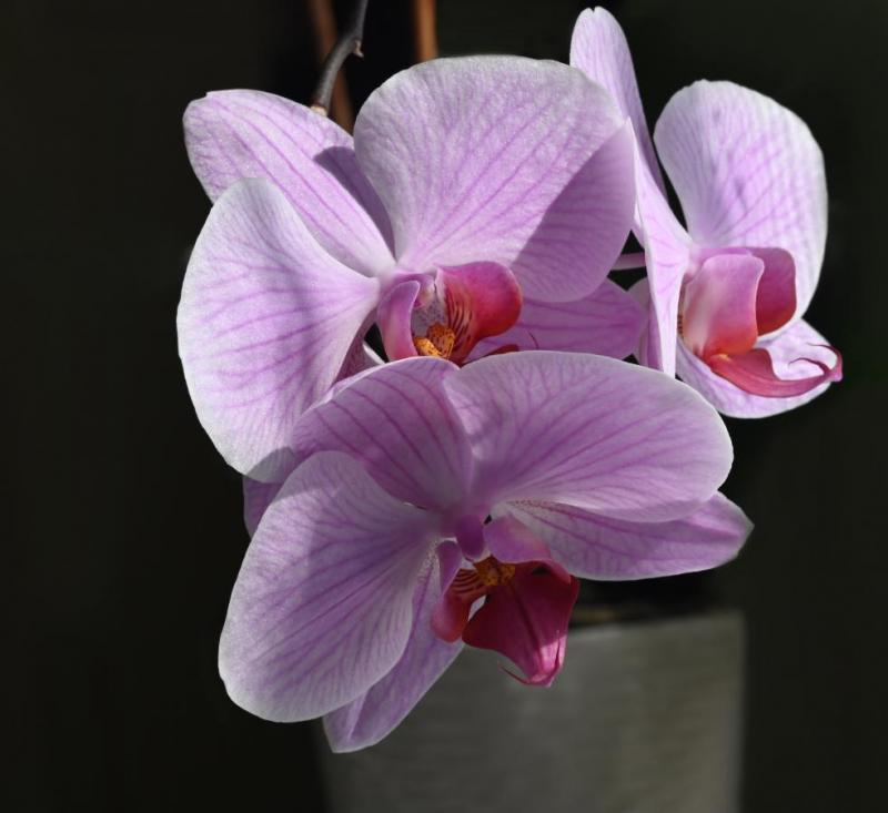 2104_15 Orchidej