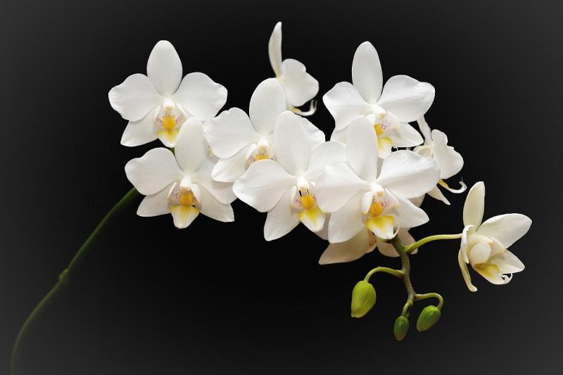 2407_05 Orchidej