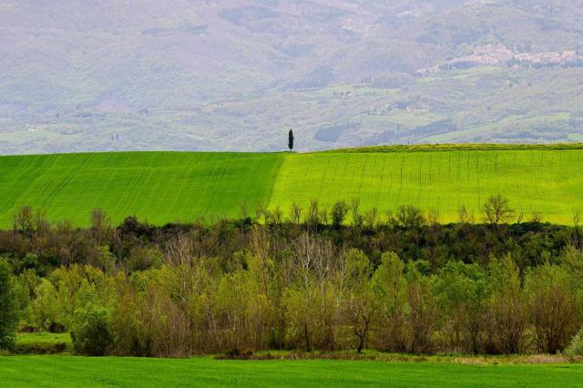 2408_21 Toskánska krajina II