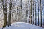 2601_10 Zimní bučina