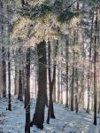 2601_11 Prozářená