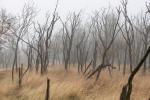 2601_20 Stromy