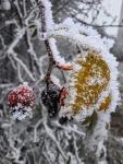 2603_13 Kouzlení námrazy 2