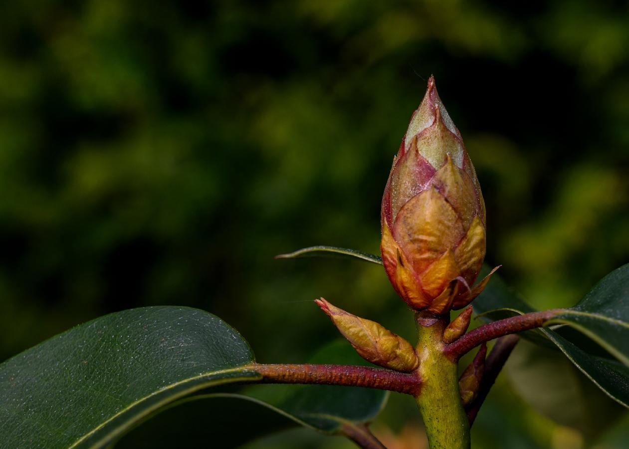 2606_25 Rhododendron