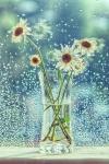 Broken Flowers 3